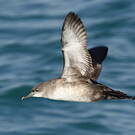 Puffin des Baléares