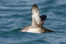 Balearic Shearwater