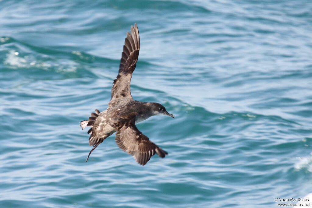 Balearic Shearwater