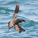 Puffin des Baléares