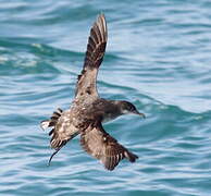 Balearic Shearwater