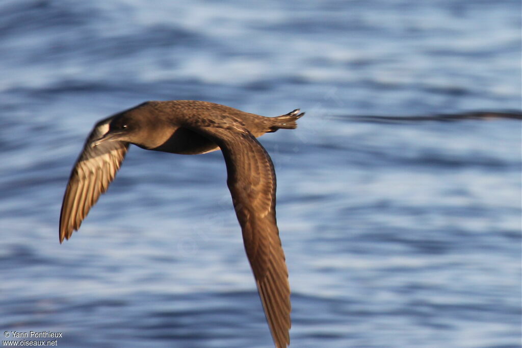 Puffin fuligineux