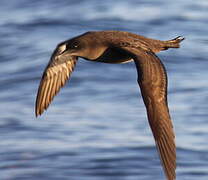 Sooty Shearwater