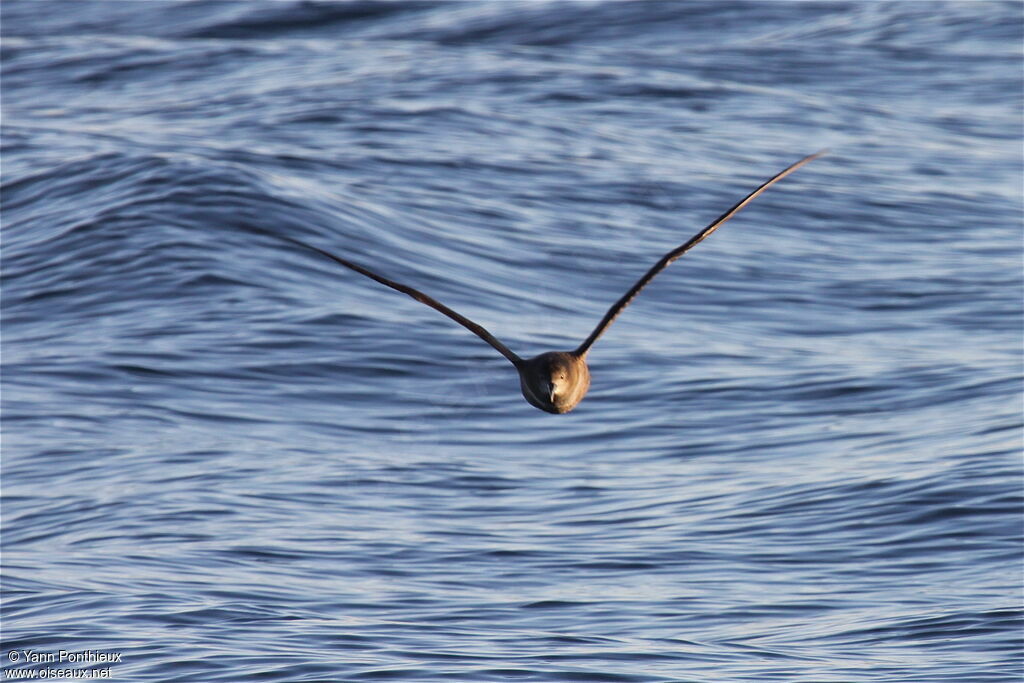 Sooty Shearwater