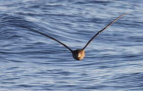 Sooty Shearwater