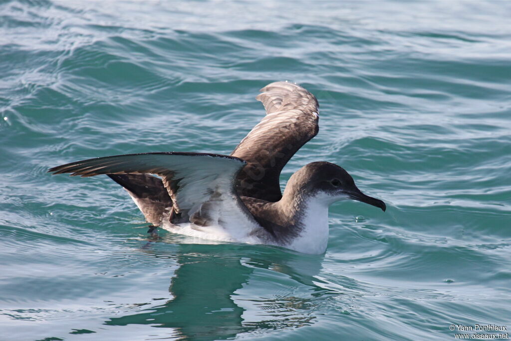 Puffin yelkouan