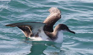 Yelkouan Shearwater