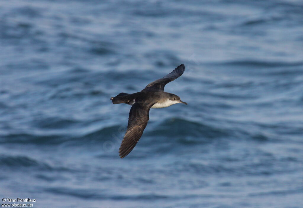 Yelkouan Shearwater