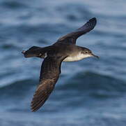 Yelkouan Shearwater