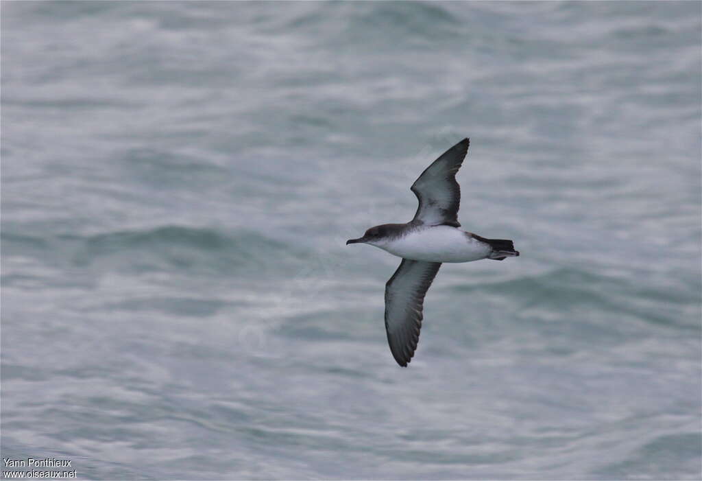 Yelkouan Shearwater, pigmentation, Flight