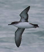 Yelkouan Shearwater