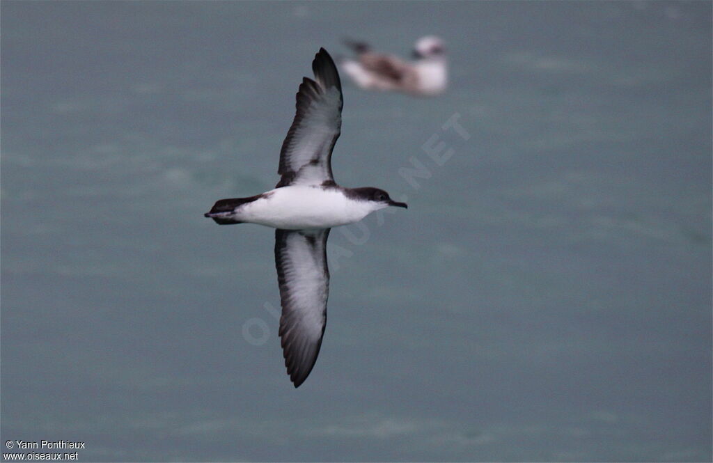 Yelkouan Shearwater