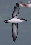 Yelkouan Shearwater