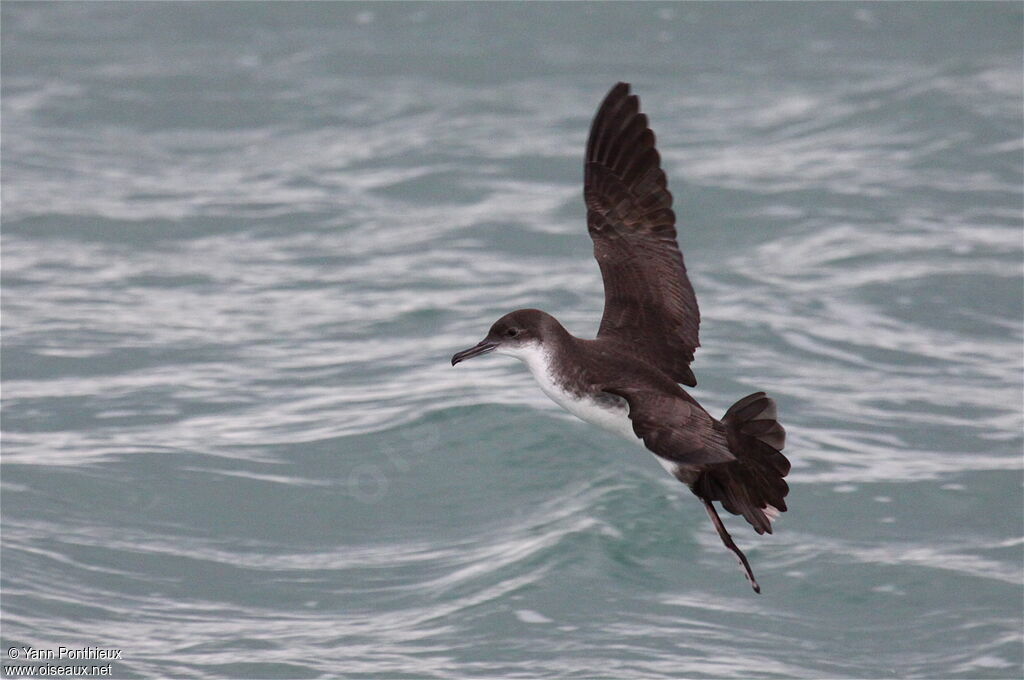 Puffin yelkouan