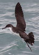 Yelkouan Shearwater