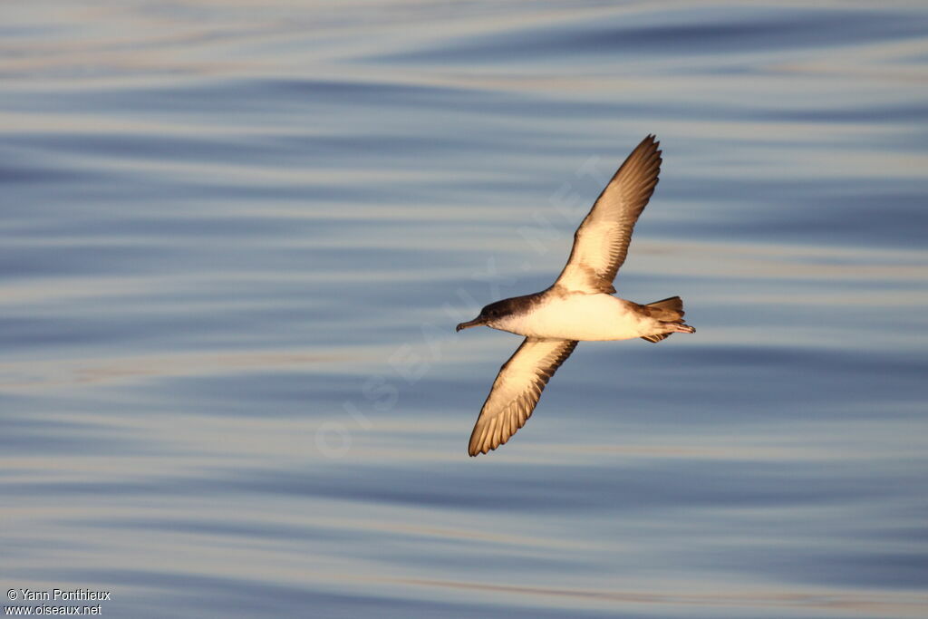 Yelkouan Shearwater