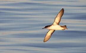 Yelkouan Shearwater