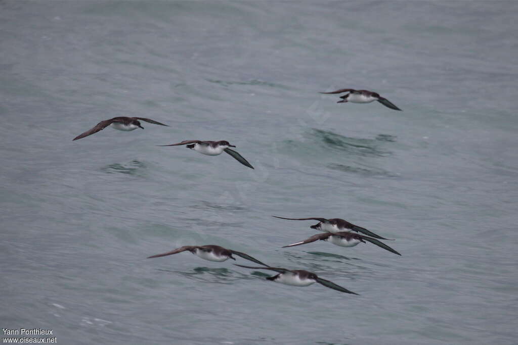 Yelkouan Shearwater, habitat, Flight