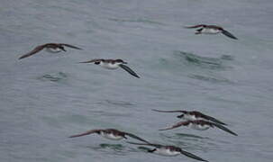 Yelkouan Shearwater