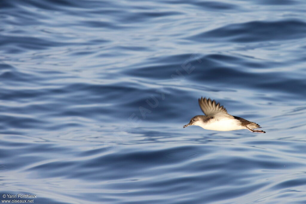 Yelkouan Shearwater