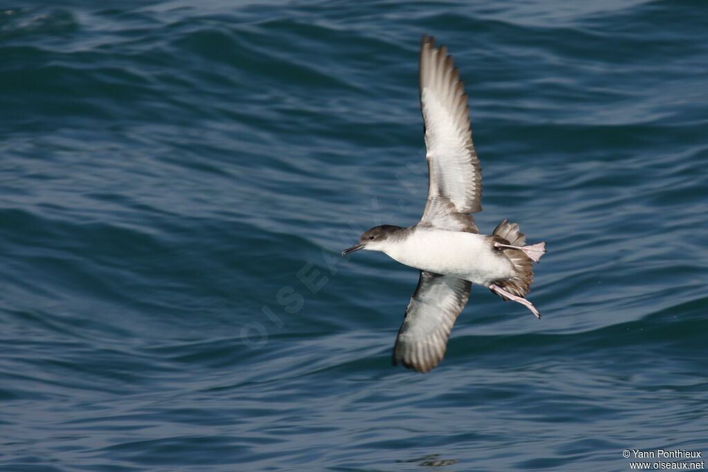 Yelkouan Shearwater