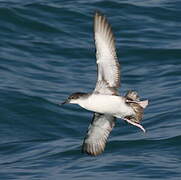 Yelkouan Shearwater