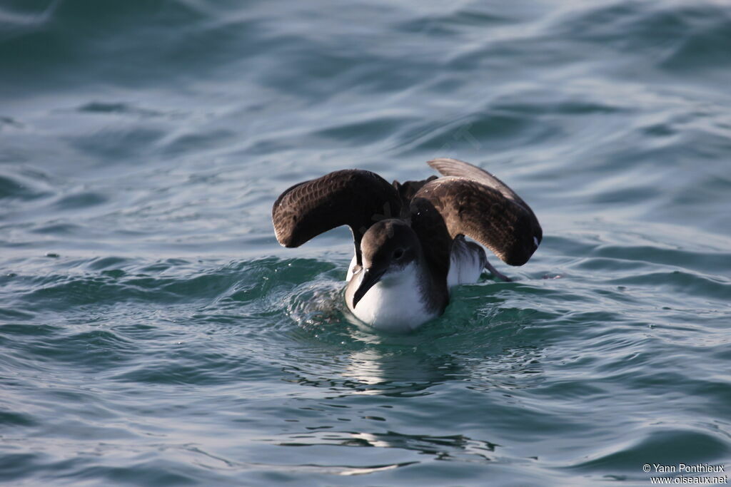 Yelkouan Shearwater