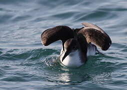 Yelkouan Shearwater