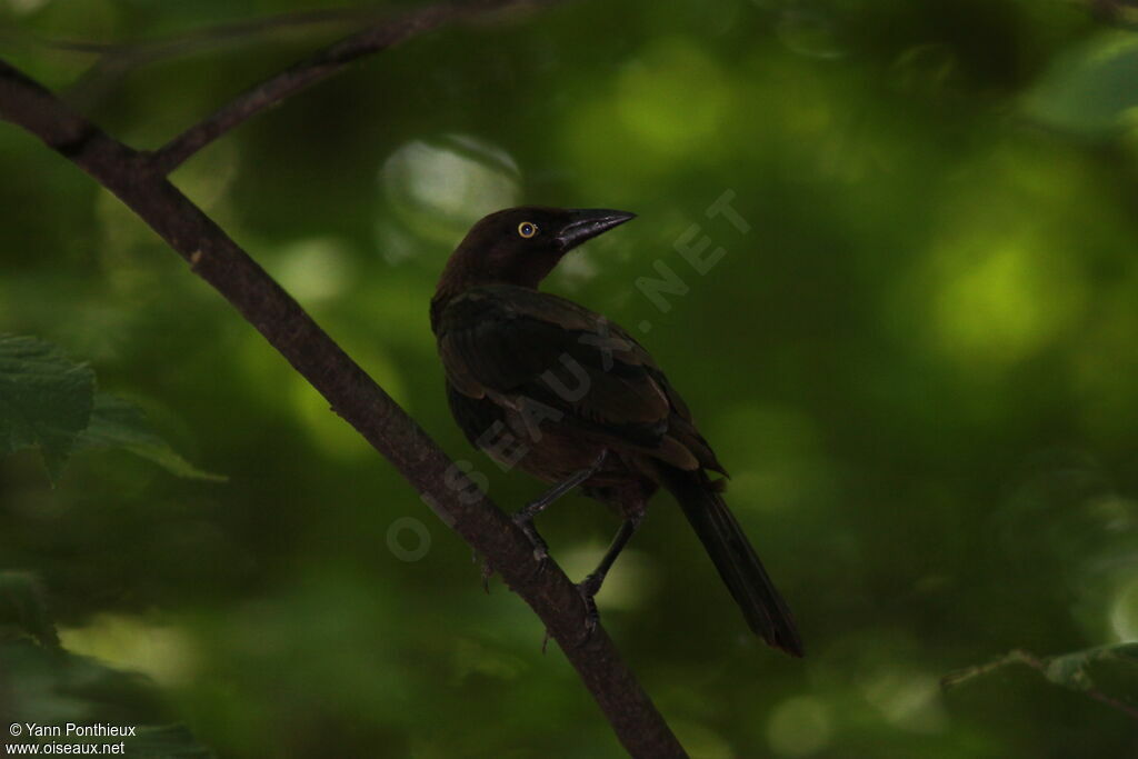 Common Grackle