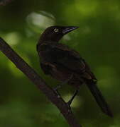 Common Grackle