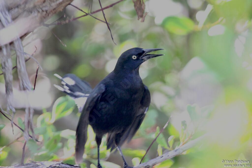 Quiscale noir