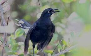 Greater Antillean Grackle