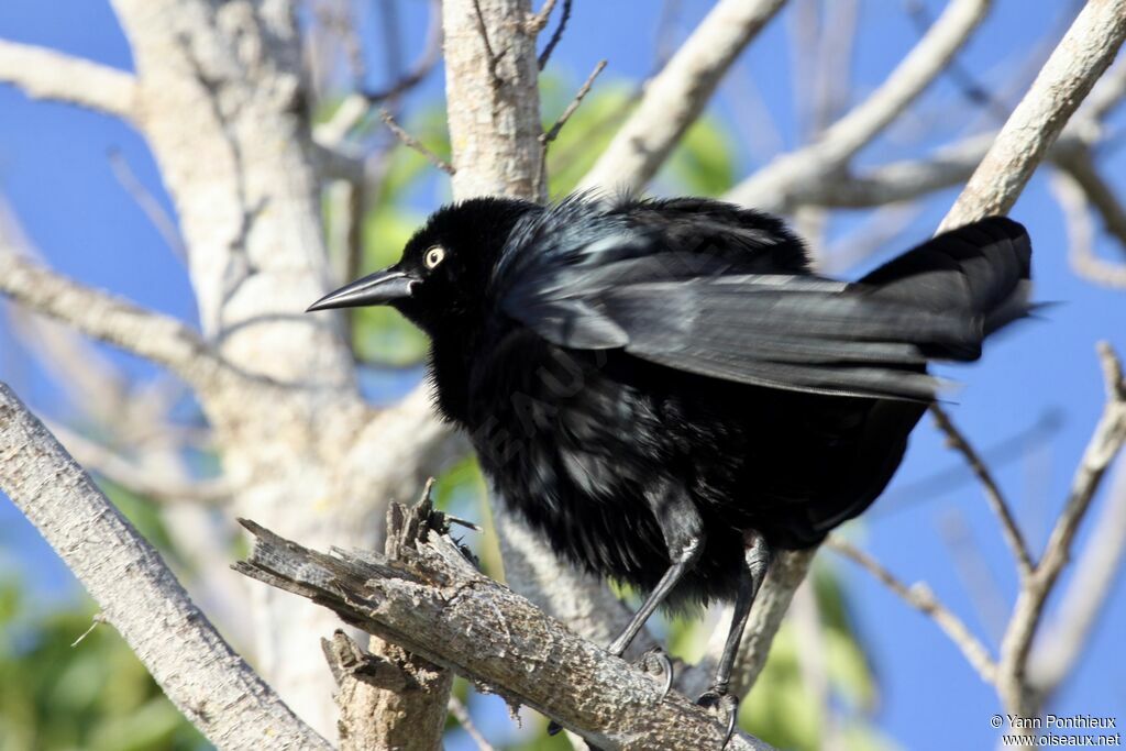 Greater Antillean Grackle