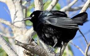 Greater Antillean Grackle