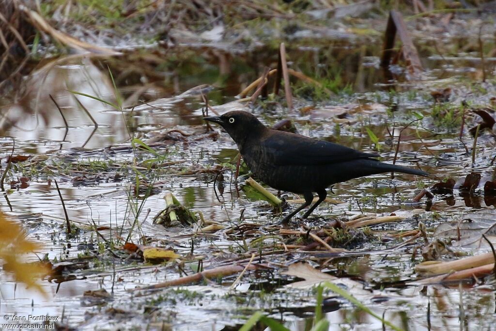 Rusty Blackbird