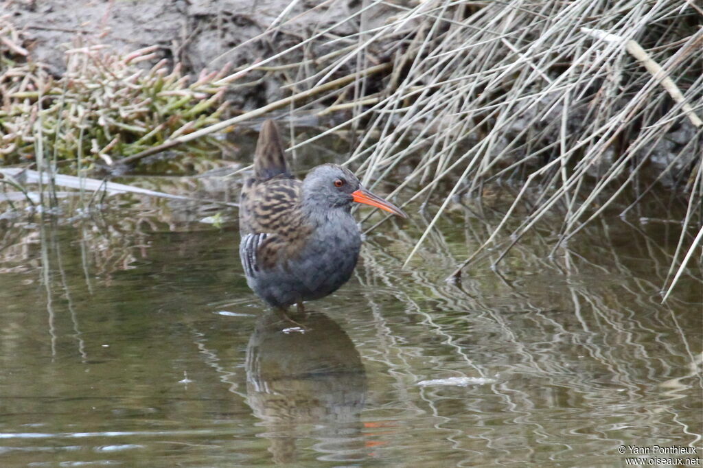 Water Rail