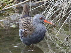 Water Rail