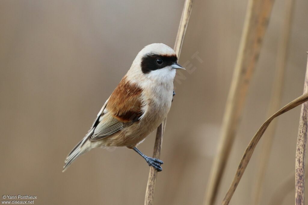 Eurasian Penduline Tit