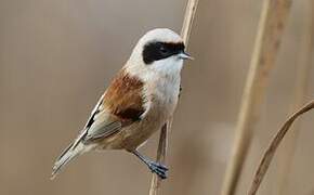 Eurasian Penduline Tit