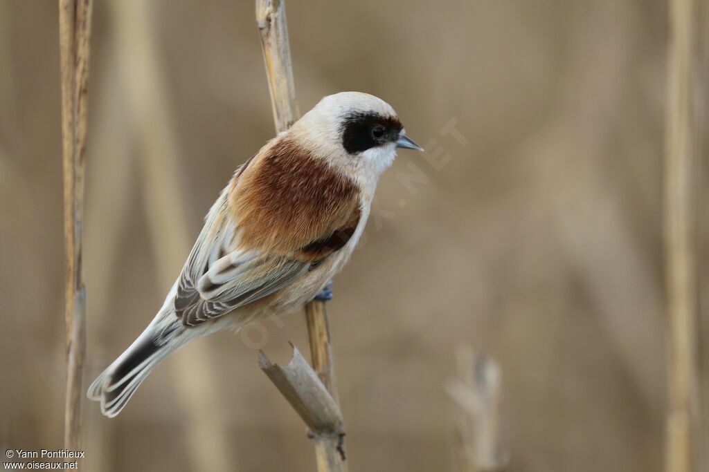 Eurasian Penduline Tit