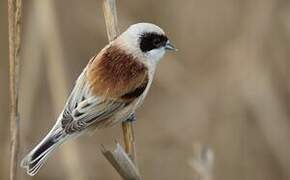 Eurasian Penduline Tit