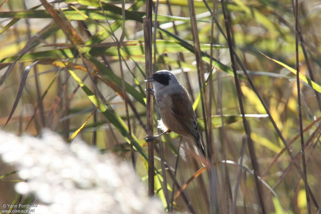 Eurasian Penduline Tit