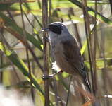 Rémiz penduline