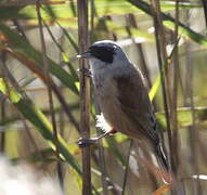 Eurasian Penduline Tit