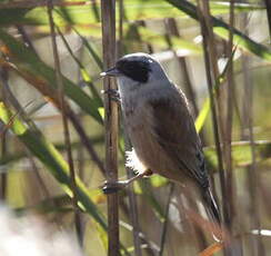 Rémiz penduline