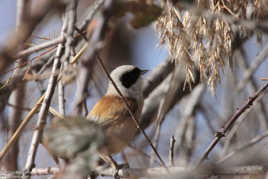 Rémiz penduline