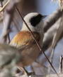 Rémiz penduline