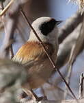 Rémiz penduline