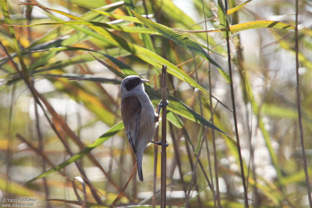 Eurasian Penduline Tit