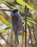 Rémiz penduline